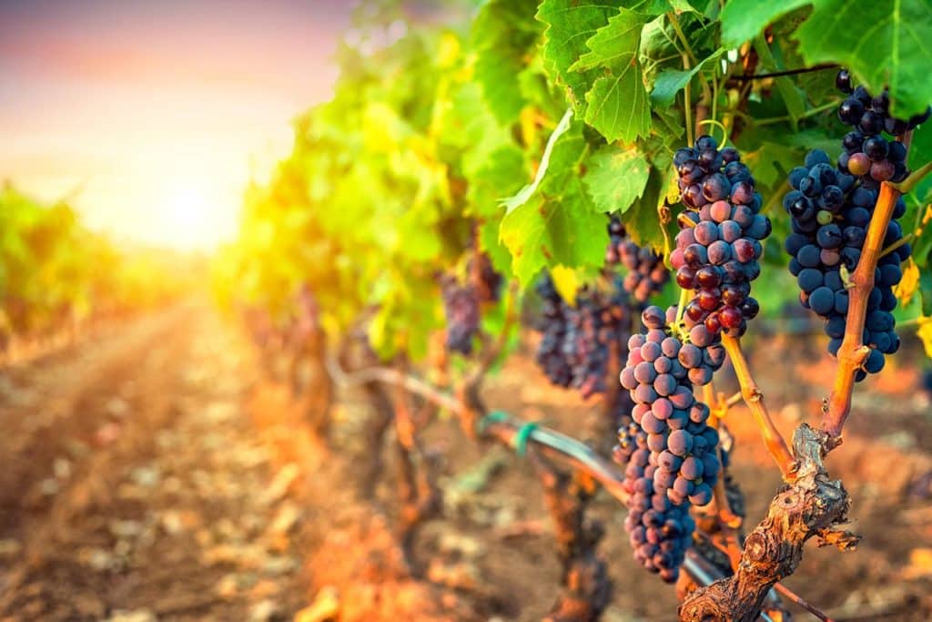 Vigneti_in_tenuta_santa_cristina